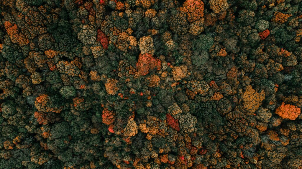 Aerial view of dense autumn forest with vibrant orange yellow green and brown foliage wallpaper