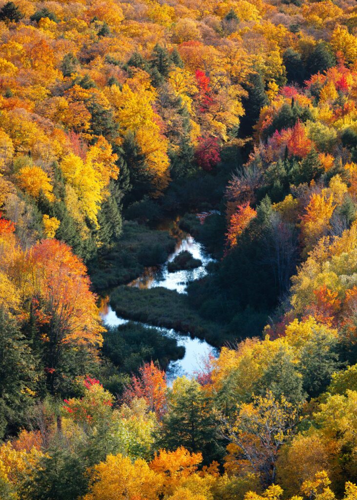 Aerial view of winding river through colorful autumn forest with vibrant fall foliage wallpaper