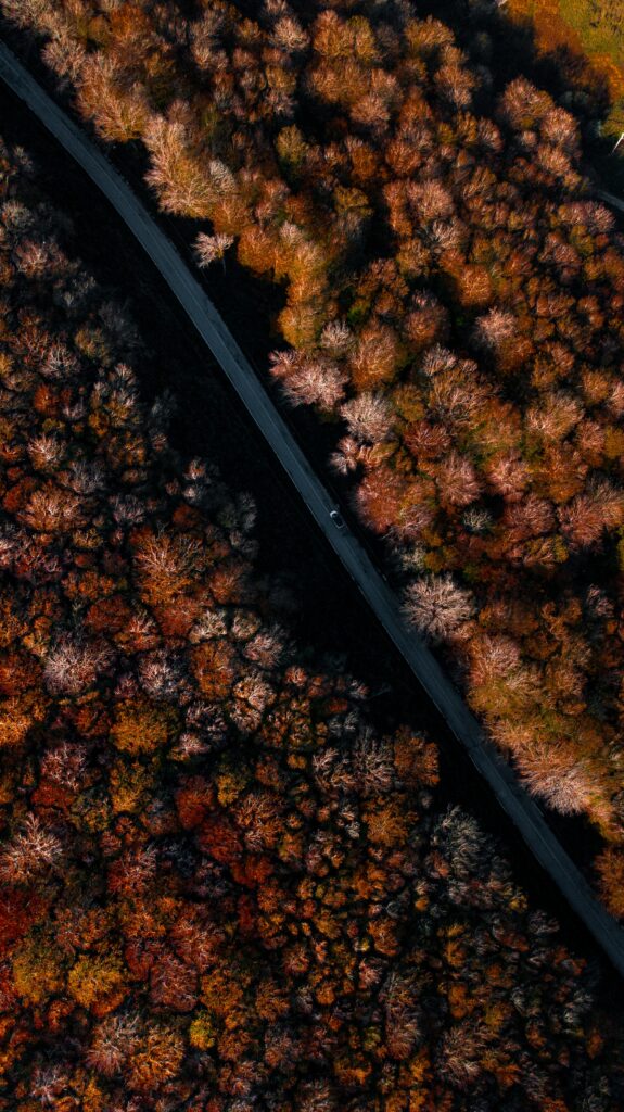 Aerial view of winding road through vibrant autumn forest with red orange and gold trees wallpaper