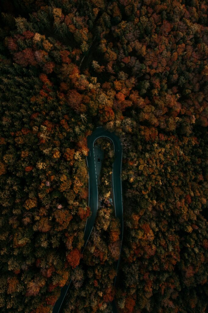 Aerial view of winding road through dense forest with vibrant autumn foliage in fall colors Wallpaper