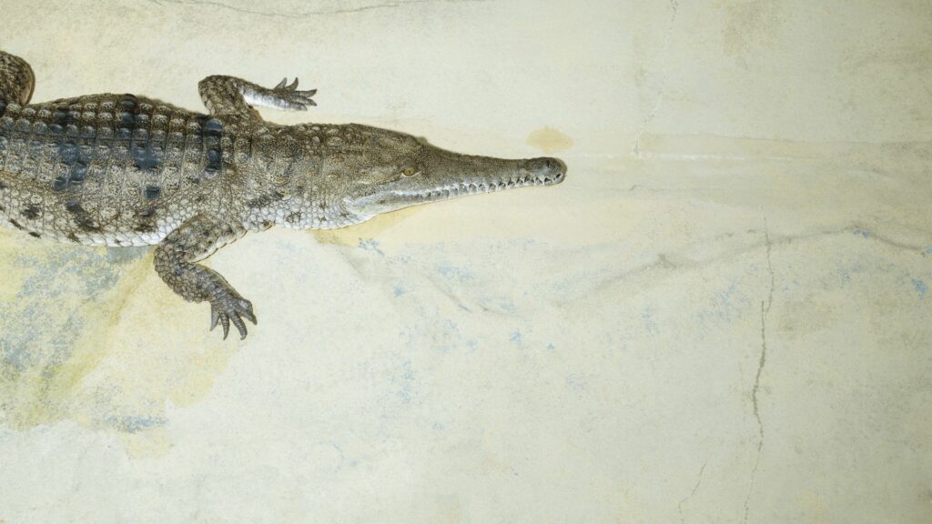 Stunning Aerial Crocodile Wallpaper - Textured Skin & Natural Colors