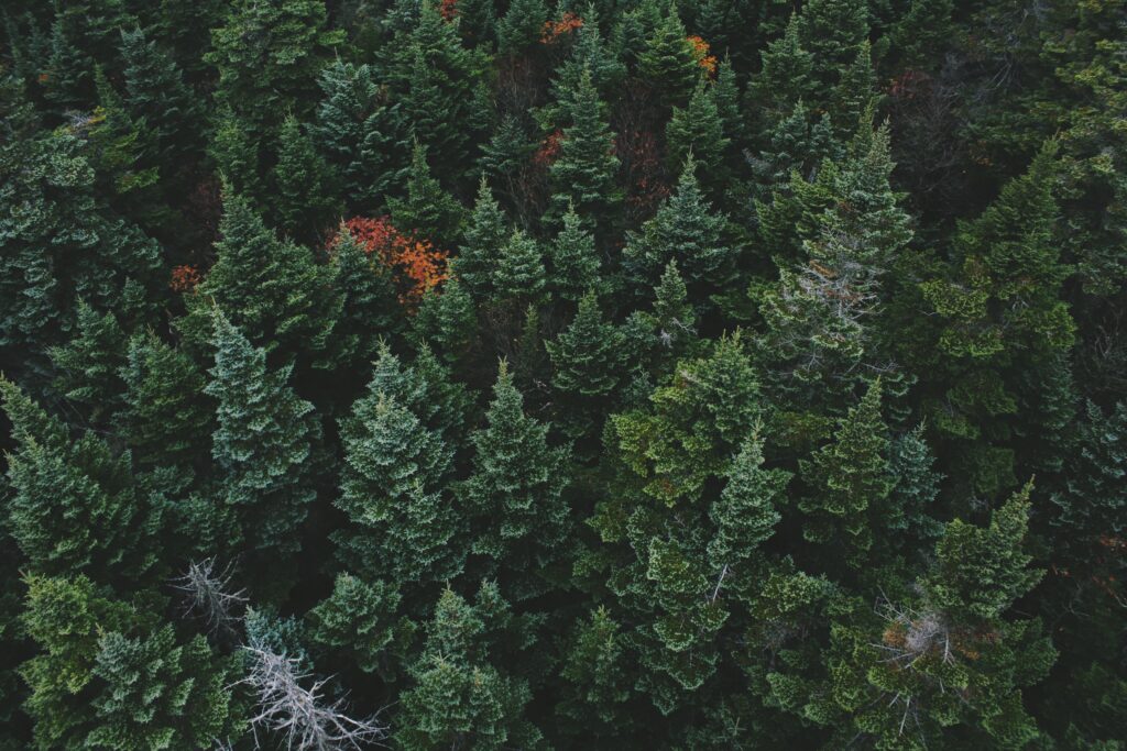 Aerial view of dense pine forest with rich green tones and autumn colors wallpaper background