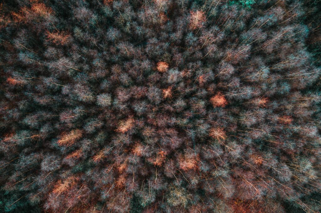 Aerial view of dense forest with brown red and green treetops creating abstract natural patterns Wallpaper