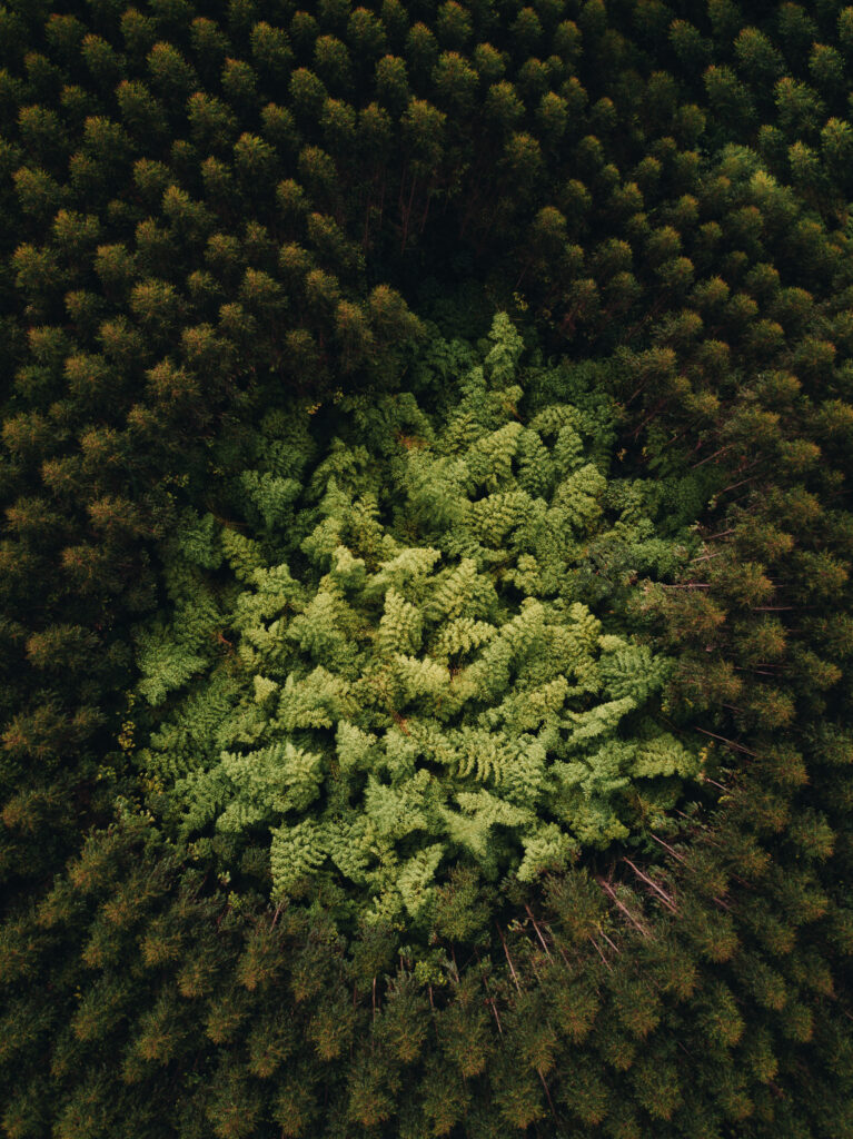 Aerial view of dense forest with bright green central foliage creating a natural pattern wallpaper