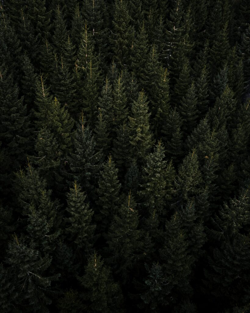Aerial view of dense green pine forest treetops showcasing natural texture and wilderness depth Wallpaper