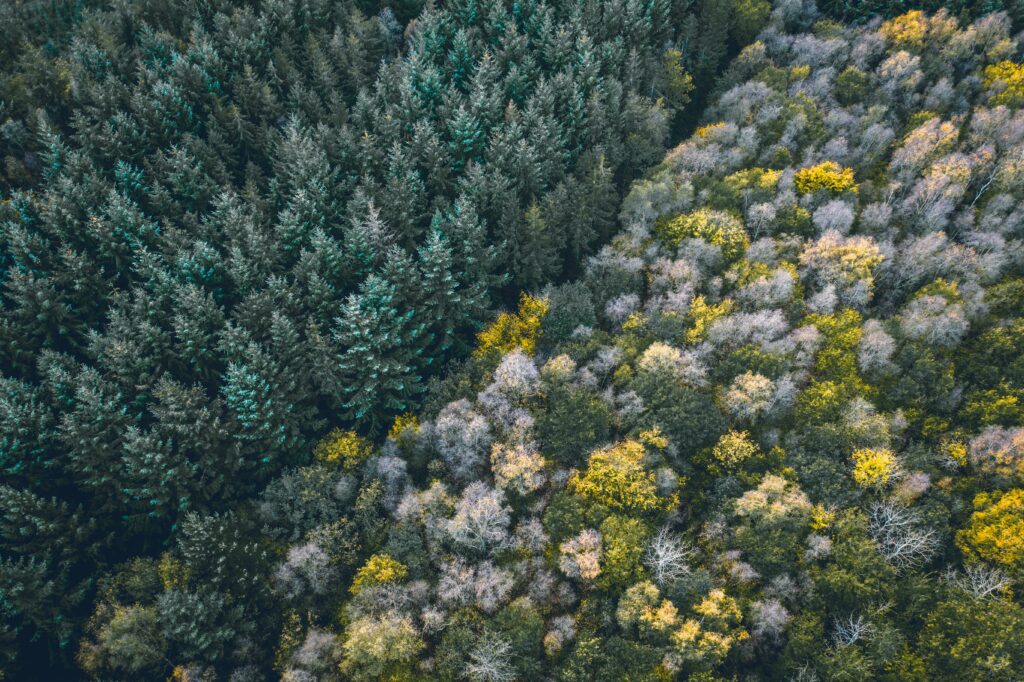 Aerial view of dense evergreen and vibrant deciduous forest edge in autumn season colors Wallpaper