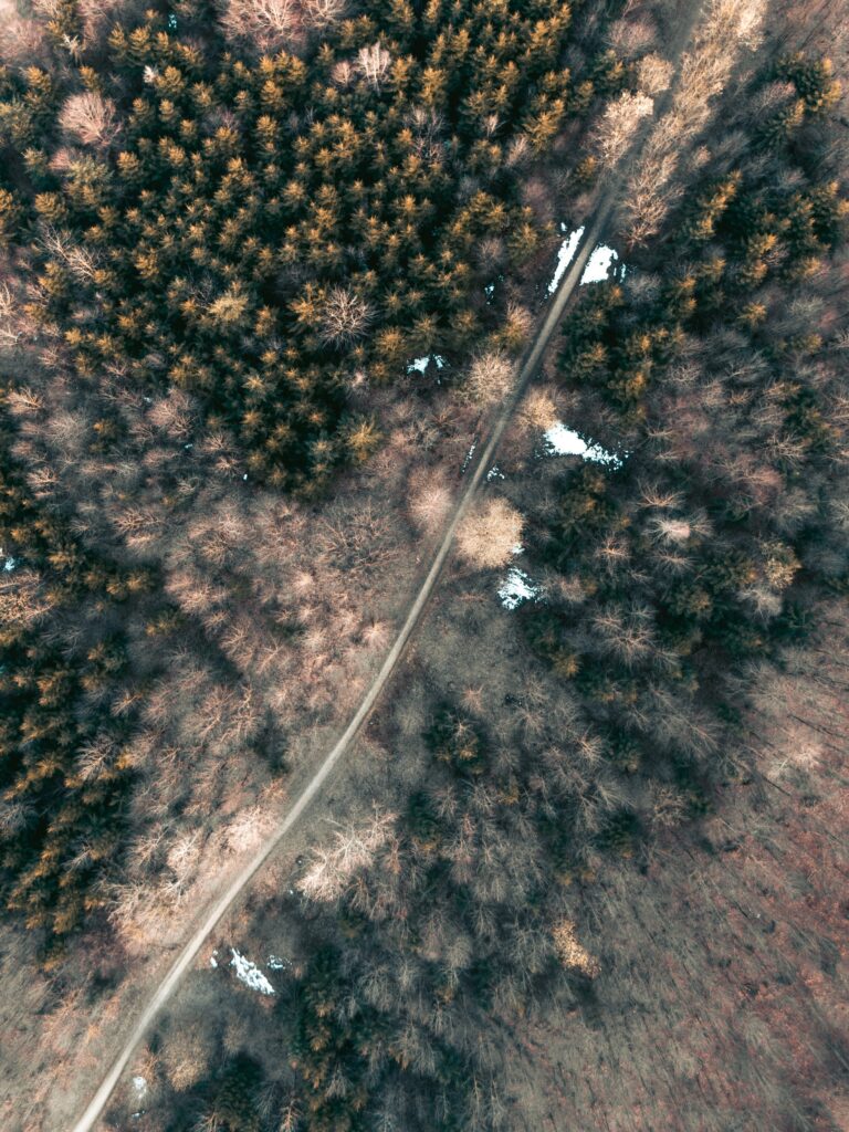 Aerial view of winding road through dense forest with green pines and bare trees wallpaper background