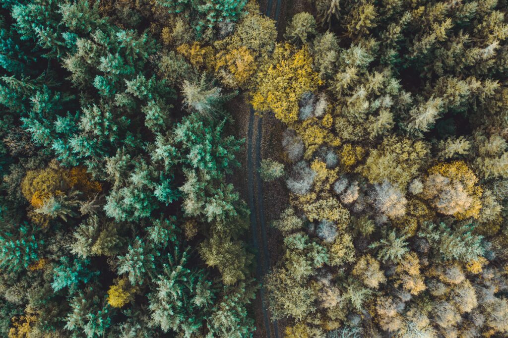 Aerial view of forest with narrow road through dense green and yellow trees vibrant nature wallpaper