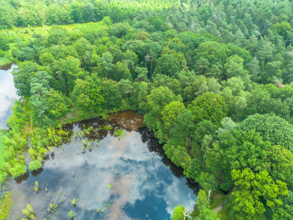 Aerial view of lush green forest reflected on calm lake water serene nature wallpaper background