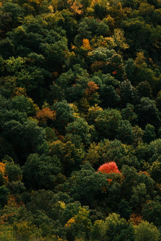Aerial view of dense green forest with one bright red tree autumn colors nature wallpaper background
