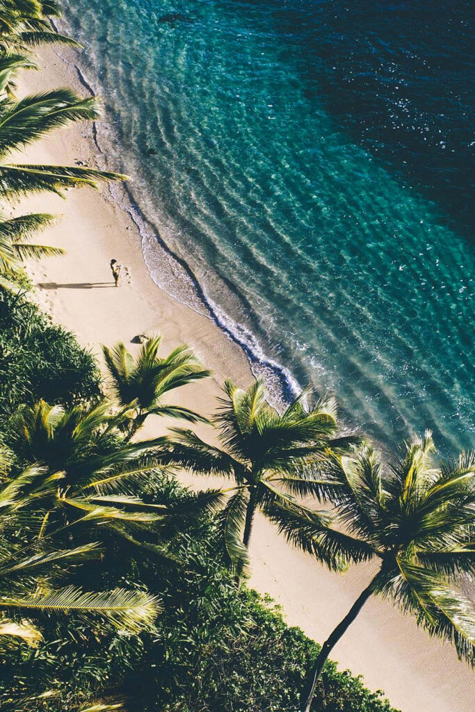 Tropical Beach Aerial View: Lush Palms & Turquoise Waters Wallpaper