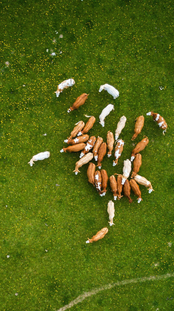 Serene Aerial View of Cows Grazing on a Colorful Farm Wallpaper