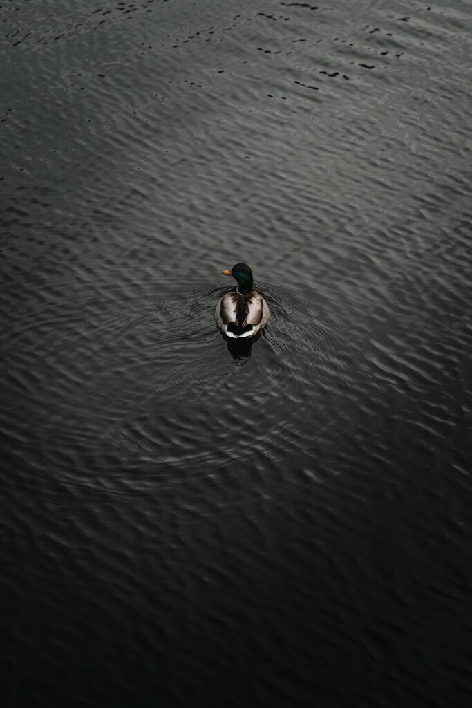 Elegant Aerial View of a Duck on Dark Rippling Water Background Wallpaper