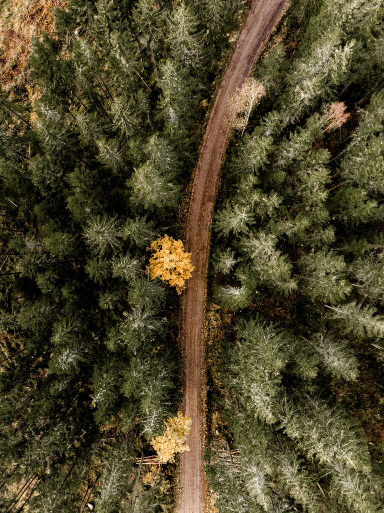 Aerial view of winding road through dense green forest with vibrant yellow foliage patch wallpaper