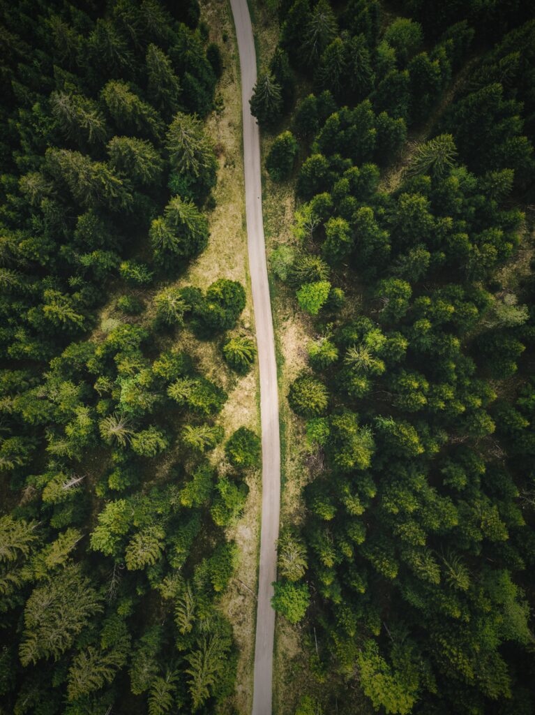 Aerial view of winding road through dense green forest with vibrant textured tree canopy wallpaper