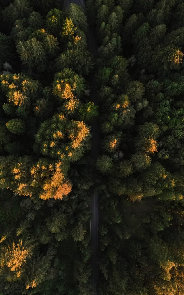 Aerial view of winding road through dense forest with sunlight highlighting green and gold treetops Wallpaper