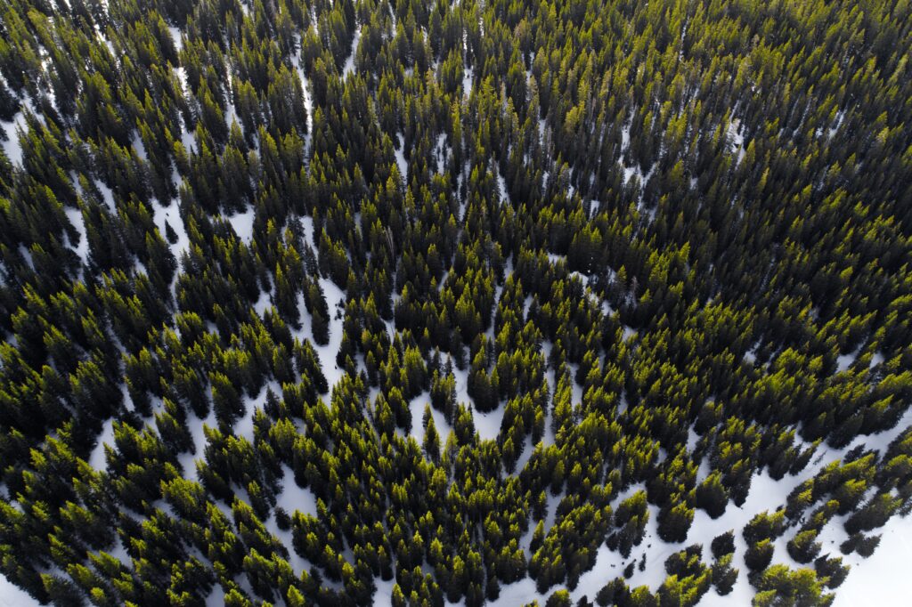 Aerial view of dense evergreen forest contrasting with bright white snow in winter landscape Wallpaper
