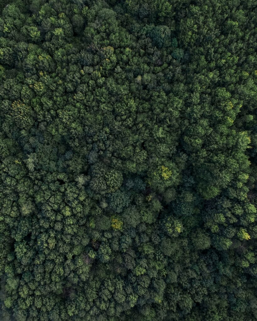 Aerial view of dense green forest canopy with varied tree textures natural calming wallpaper background