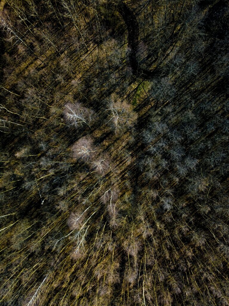 Aerial view of dense forest with tall trees casting shadows in brown and muted green tones wallpaper