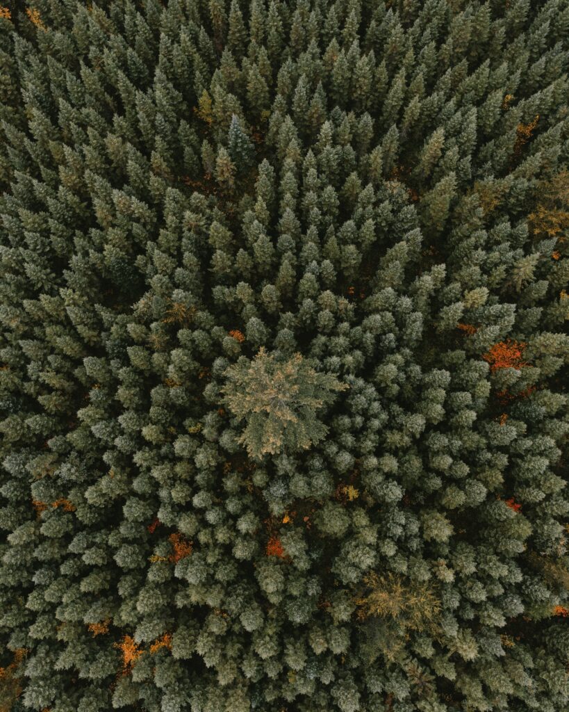 Aerial view of dense green forest with tall trees and orange foliage natural pattern wallpaper