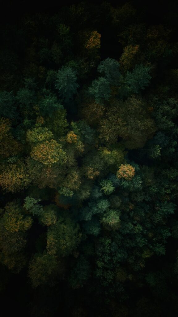 Aerial view of dense green forest treetops with rich textures and serene natural colors wallpaper
