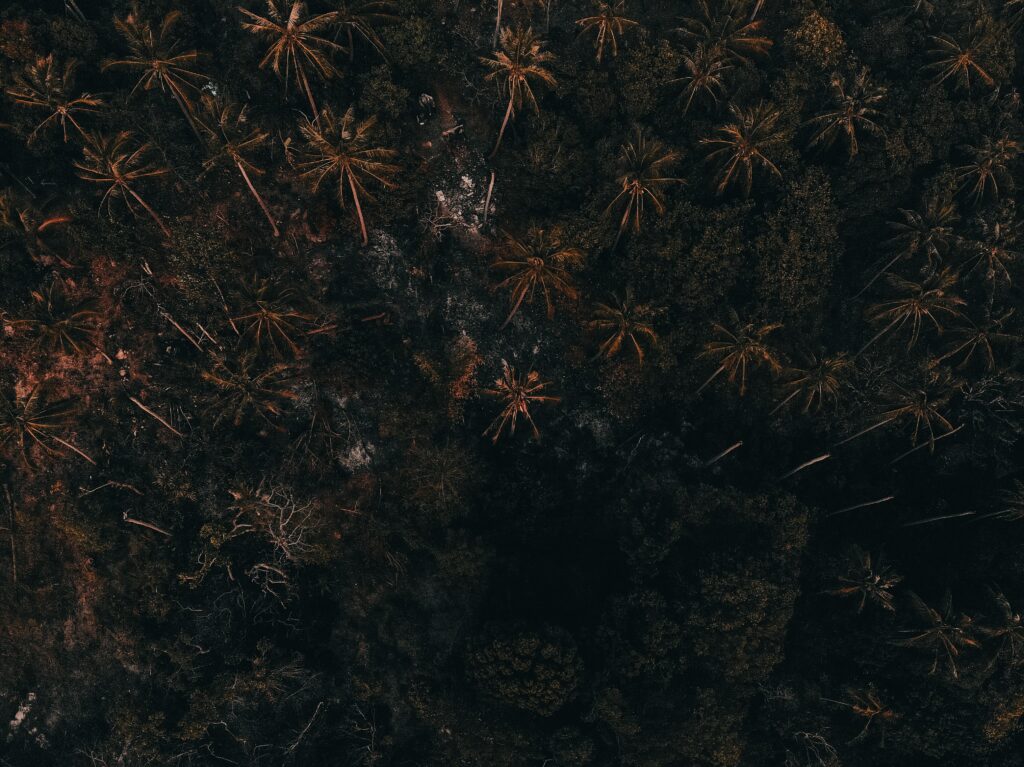 Aerial view of dense tall palm trees with rich shadows and earthy tones tropical forest wallpaper