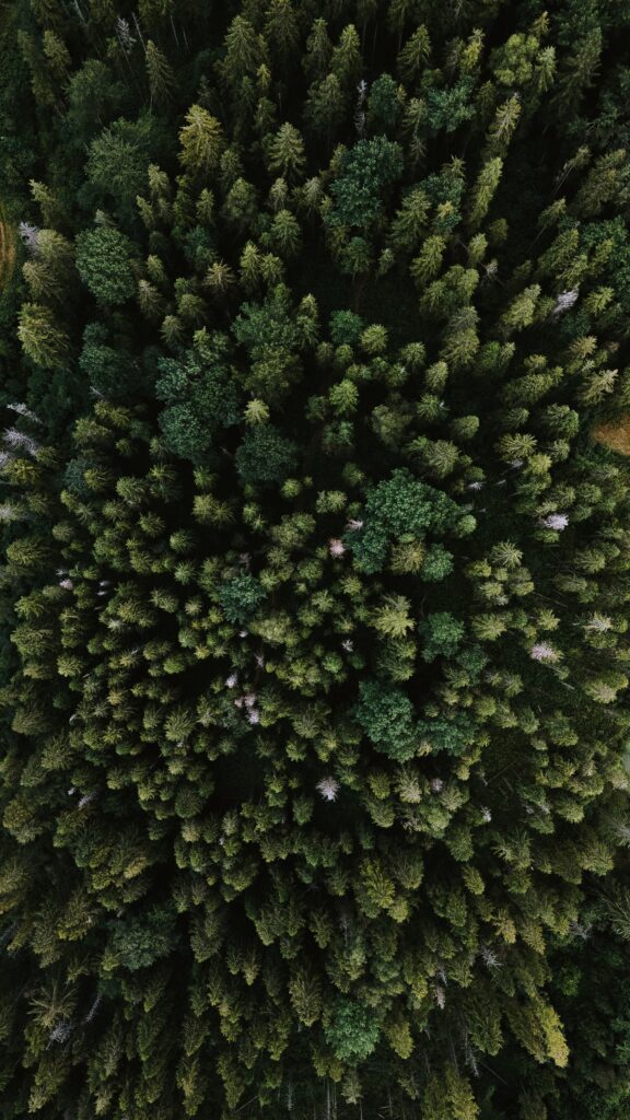 Aerial view of dense spruce forest with symmetrical treetops showcasing rich green textures Wallpaper