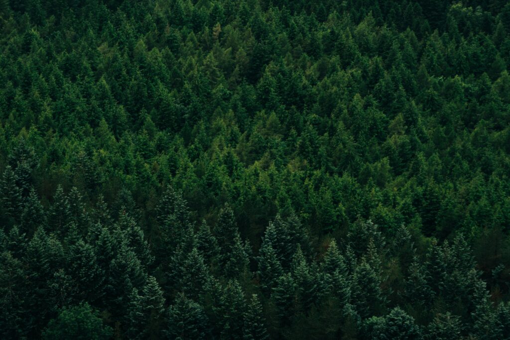 Aerial view of dense lush green conifer forest canopy showcasing serene natural woodland wallpaper
