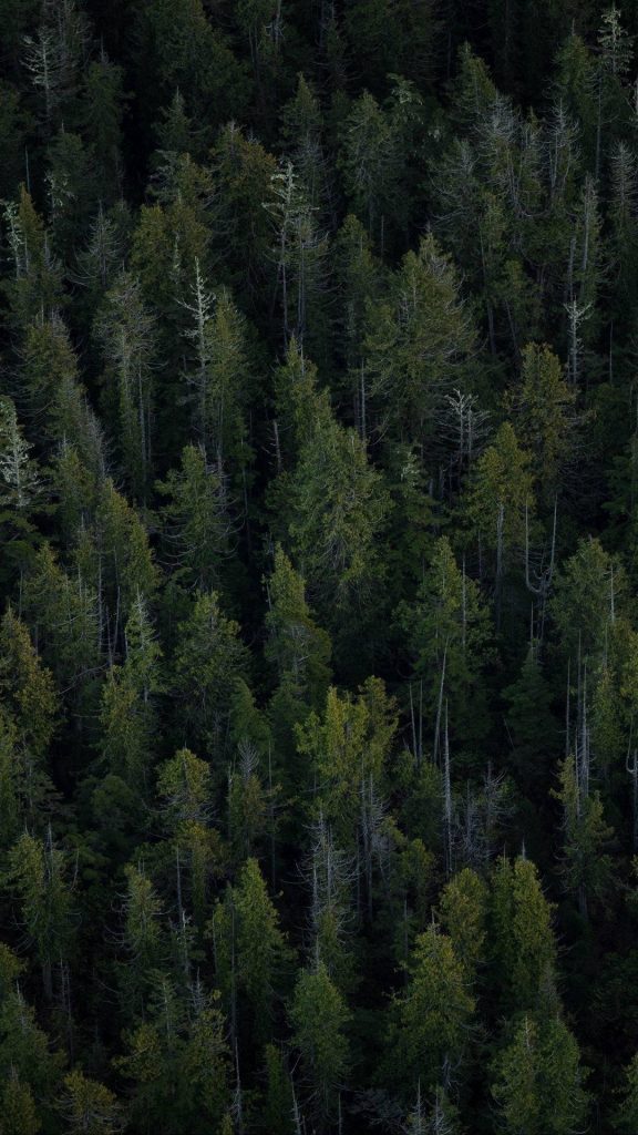 Aerial view of dense evergreen forest with vibrant green conifer trees and soft natural lighting Wallpaper