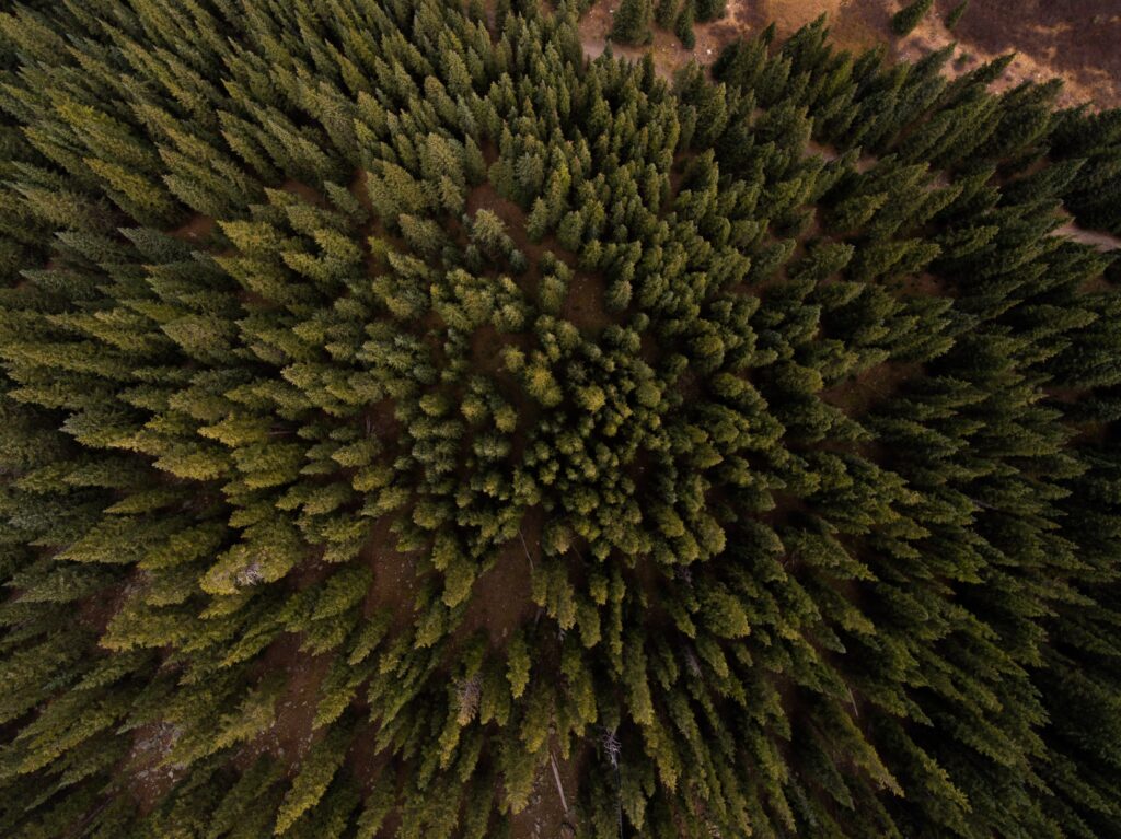 Aerial view of lush green forest with dense tree crowns forming a natural pattern wallpaper