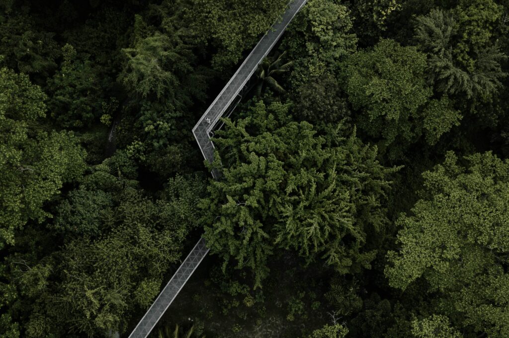 Aerial view of vibrant green forest with modern bridge winding above dense trees wallpaper background