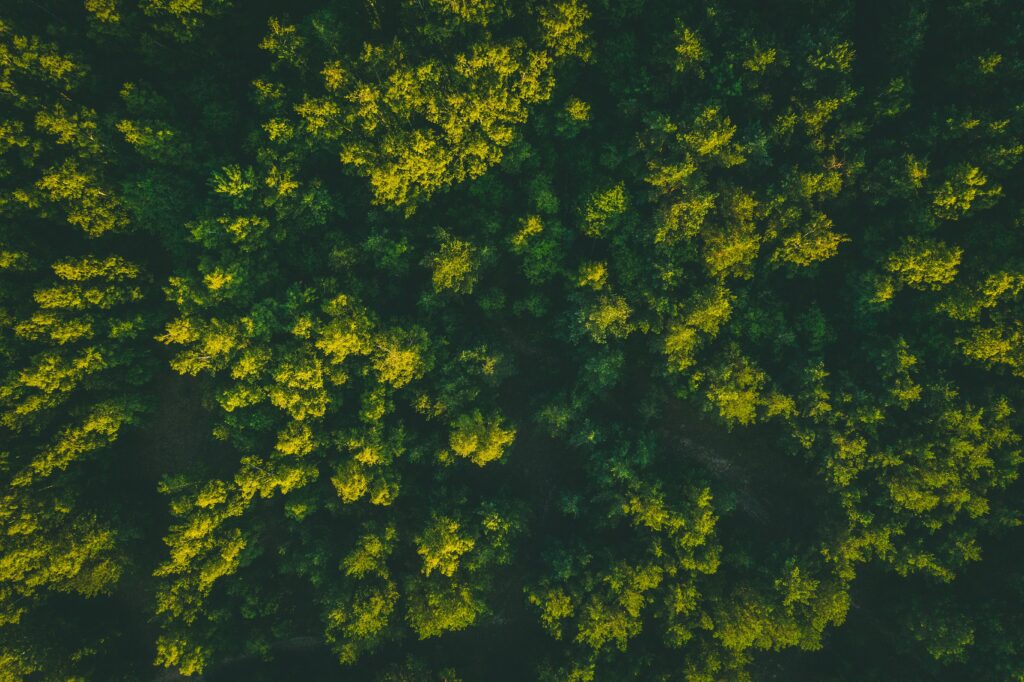 Aerial view of dense green forest canopy illuminated by golden sunlight natural wallpaper background