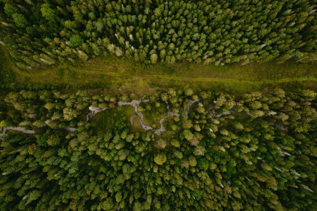 Aerial view of lush green forest with winding path and dense vibrant woodland canopy patterns Wallpaper