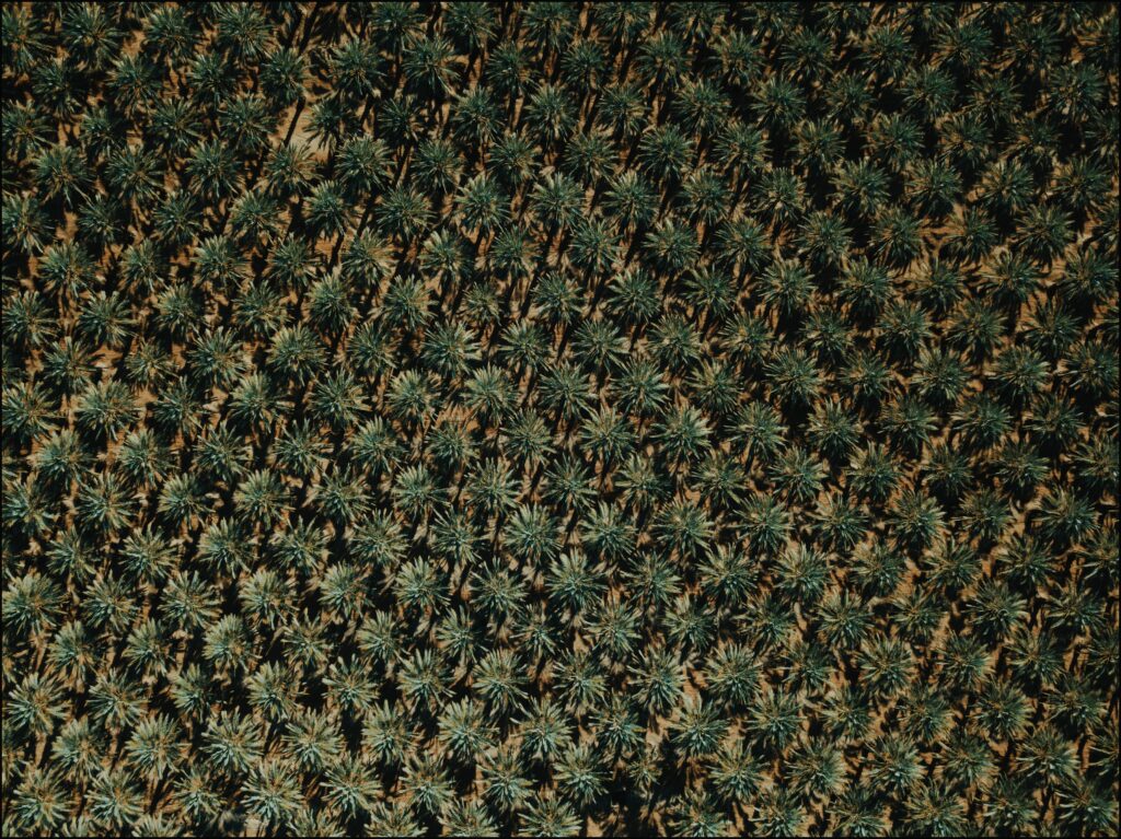 Aerial view of evenly spaced green plants on brown soil showcasing natural symmetry and texture Wallpaper