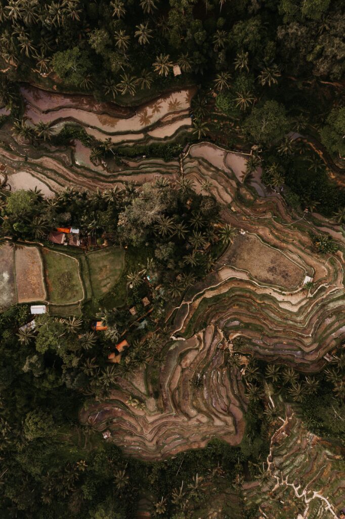 Aerial view of lush terraced rice fields with palm trees and rural buildings in tropical landscape Wallpaper