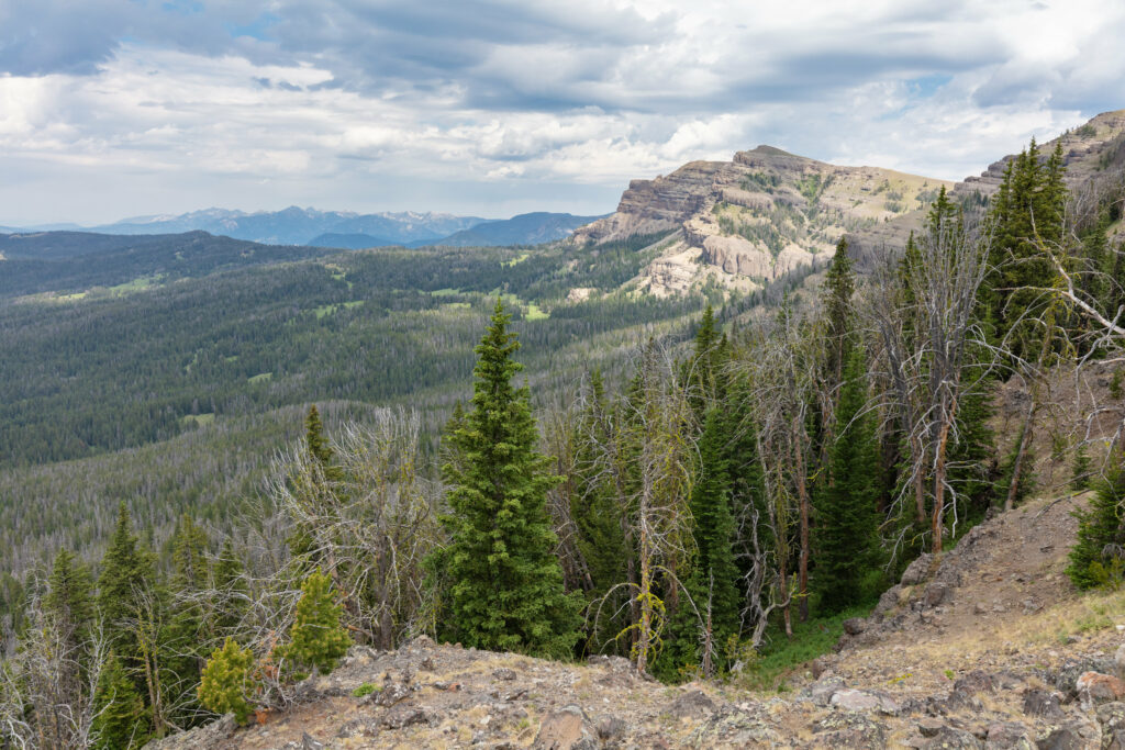Aerial view of dense forest with towering trees on rugged mountain landscape under dramatic sky Wallpaper