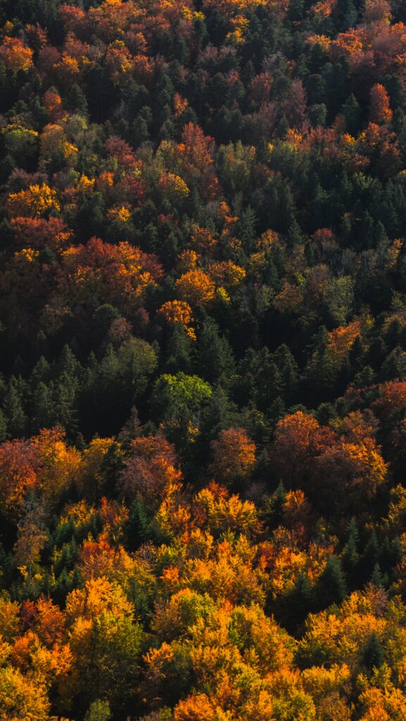 Aerial view of vibrant autumn forest with colorful orange red yellow treetops and green evergreens Wallpaper
