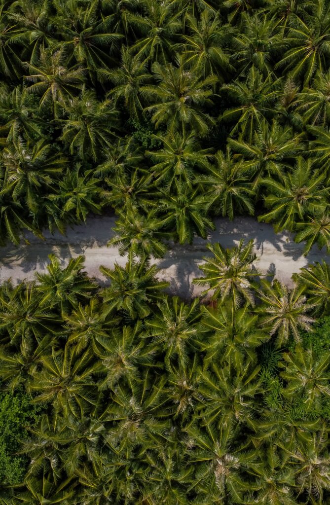 Aerial view of winding road through lush green palm trees tropical paradise wallpaper background