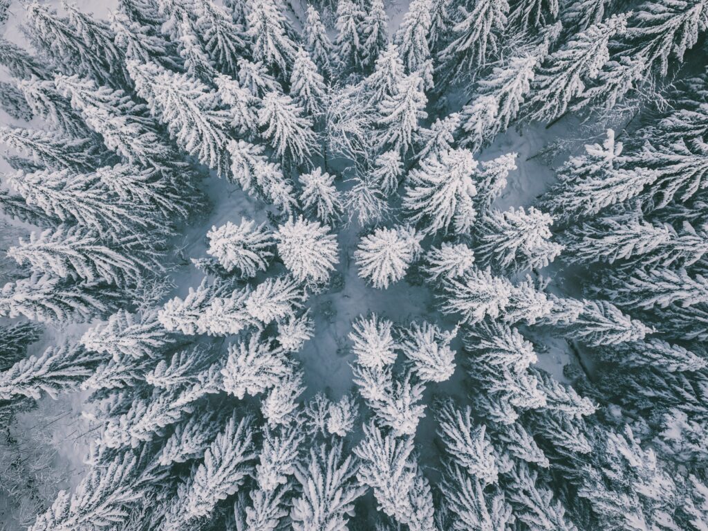 Aerial view of snow-covered spruce forest winter wallpaper with serene frosty white and green hues