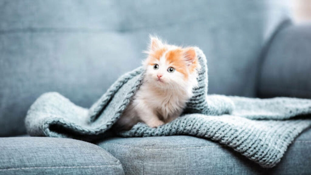 The Cozy Charmer: Aesthetically Pleasing Cat Poses Gracefully on a Chic Gray Sofa Wallpaper