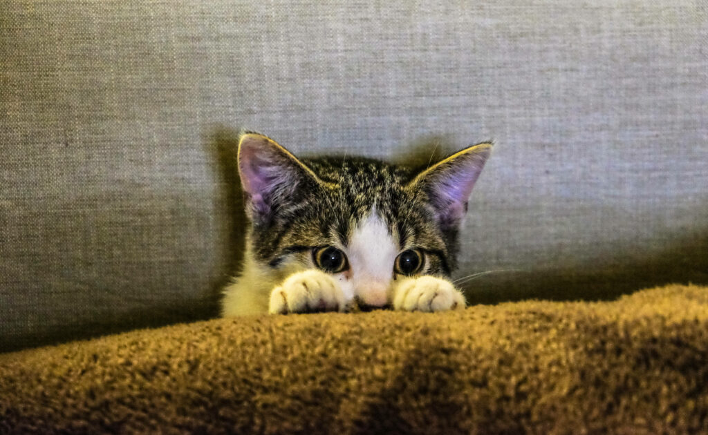 Sofa Surfing: An Aesthetic Cat's Tv Time Wallpaper