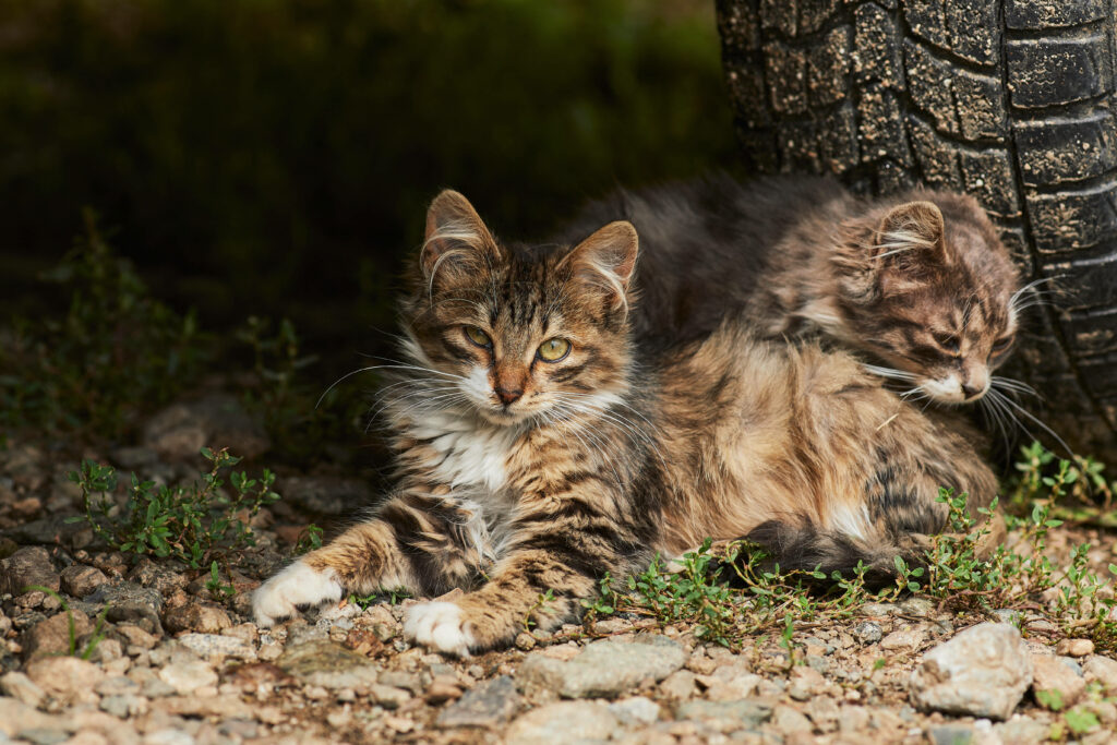 Chic Feline Companions Lounging by Vintage Wheel Wallpaper