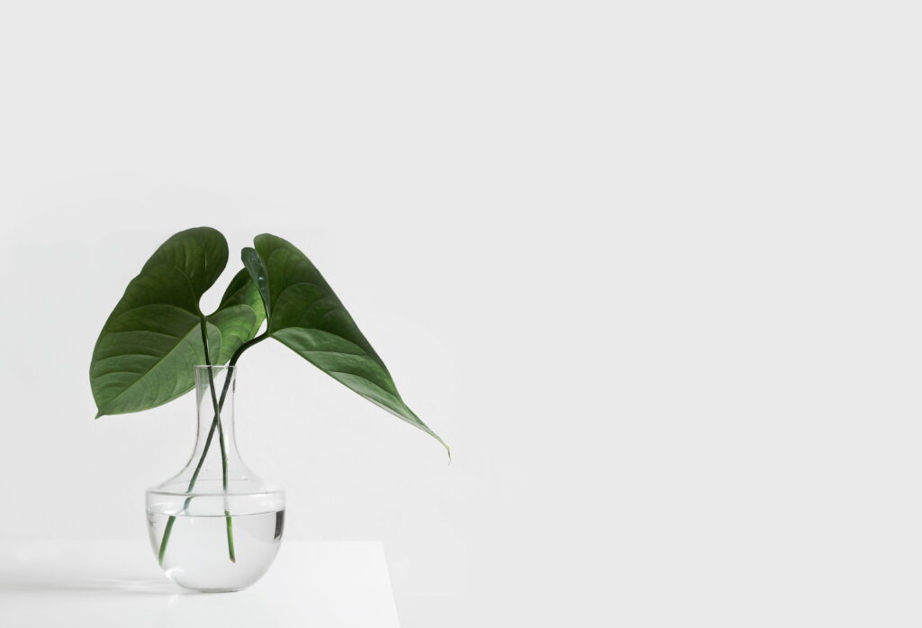 Green and Aesthetic: Potted Plant Perfection on a White Table Wallpaper