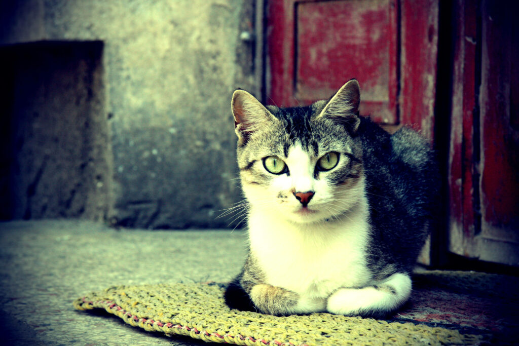 The Feline Perfection: Capturing an Artistic Cat Amidst a Vintage Rug Wallpaper