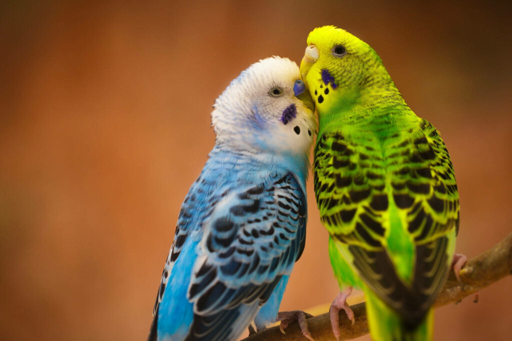 Budgerigars Love Birds on Branch: Colorful Affection Wallpaper