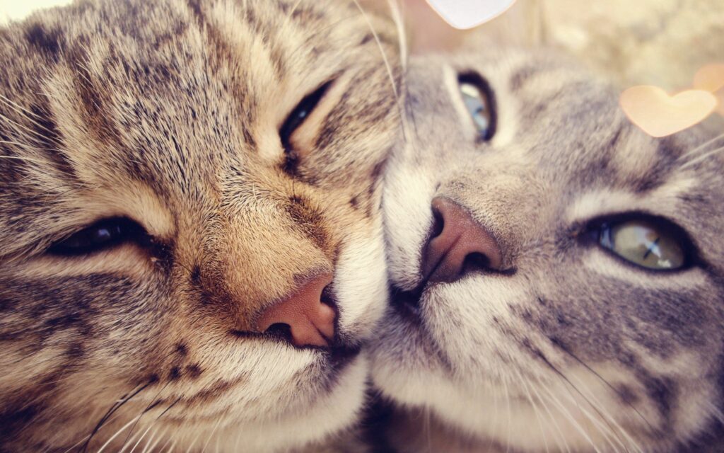 Heartwarming Cats Nuzzling: Wallpaper of Love and Tenderness