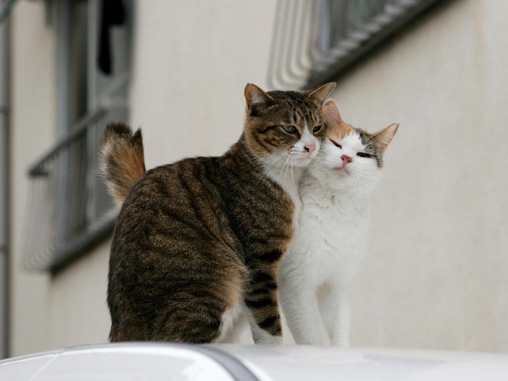 Heartwarming Rooftop Cats: Affectionate Companionship Wallpaper