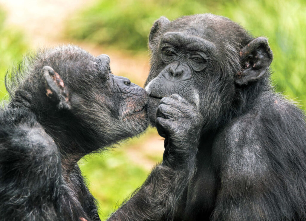 Two chimpanzees share affection in lush green wildlife habitat showcasing natural harmony Wallpaper