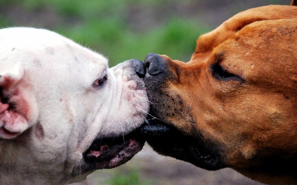 Heartwarming Dog Muzzle Touch - 1920x1200 Wallpaper of Affection