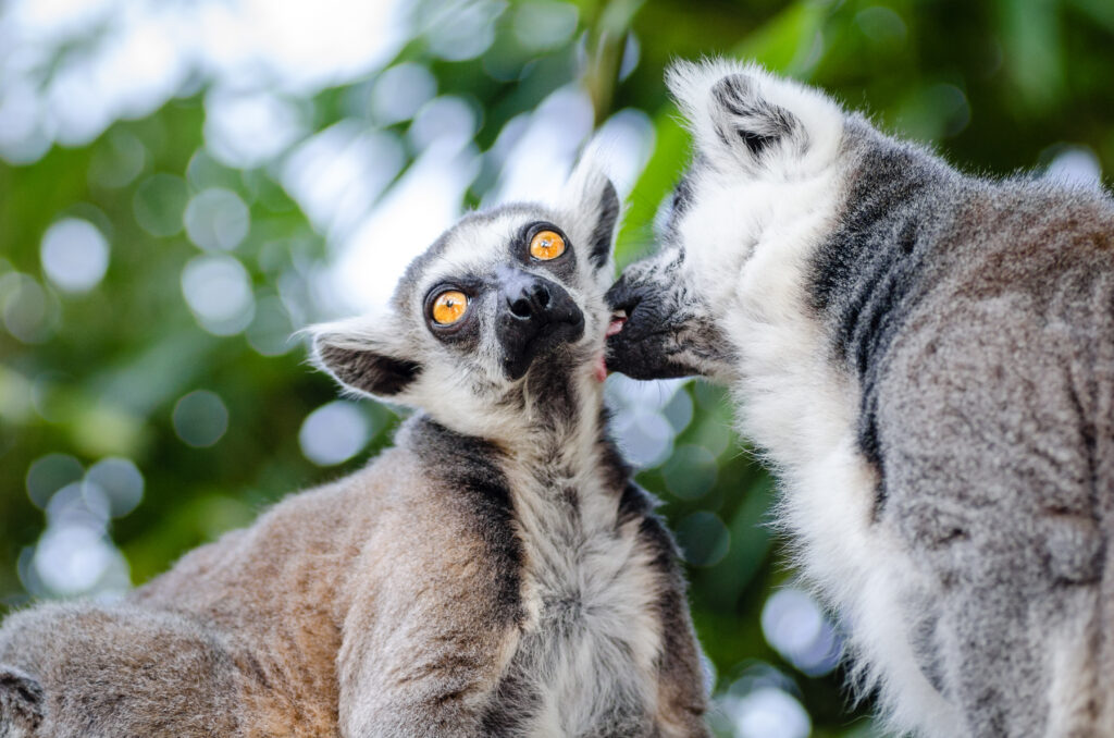 Affectionate Lemurs in Lush Green: Captivating Nature Wallpaper